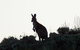 Burra Motor Inn - thumb 37