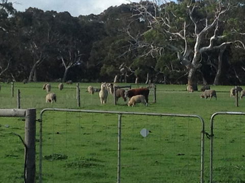 Breakaway Farmstay - Accommodation Mermaid Beach 6