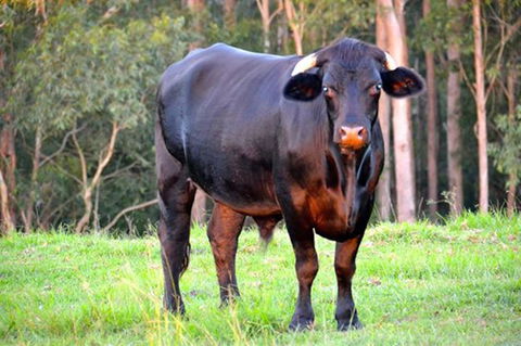 SummerHills Retreat Byron Bay - Accommodation Mermaid Beach 38