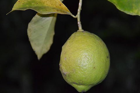 SummerHills Retreat Byron Bay - Accommodation Mermaid Beach 34