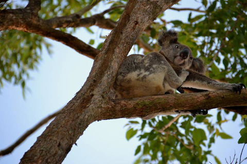 SummerHills Retreat Byron Bay - Accommodation Mermaid Beach 36