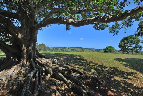SummerHills Retreat Byron Bay - Accommodation Mermaid Beach 8