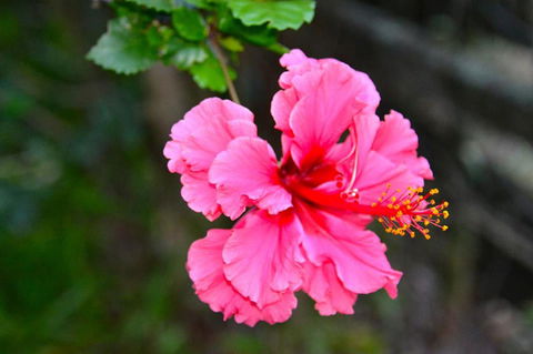 SummerHills Retreat Byron Bay - Accommodation Mermaid Beach 35