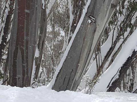 CHILL-OUT - Thredbo - Accommodation Mermaid Beach 30