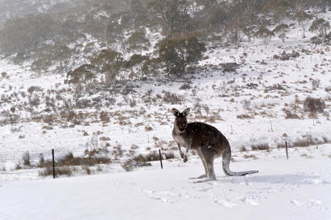 CHILL-OUT - Thredbo - Accommodation Mermaid Beach 27