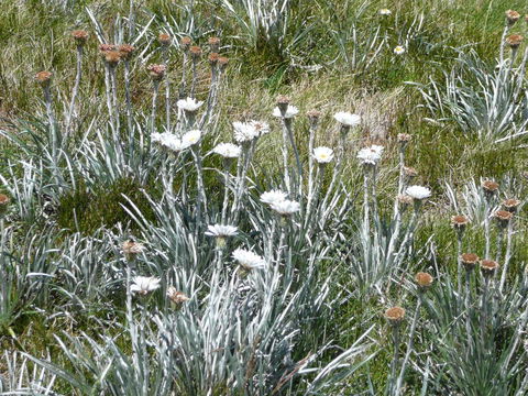 CHILL-OUT - Thredbo - Accommodation Mermaid Beach 36