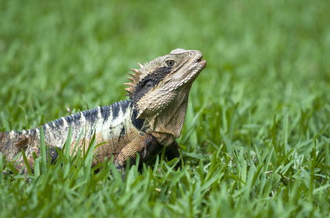 Flynns Beach Resort - Accommodation Mermaid Beach 14