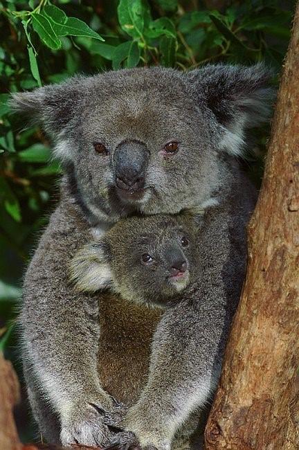 Flynns Beach Resort - Accommodation Mermaid Beach 11