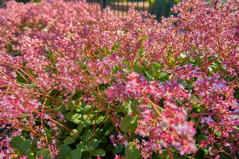 Hunter Oasis - Accommodation Mermaid Beach 37