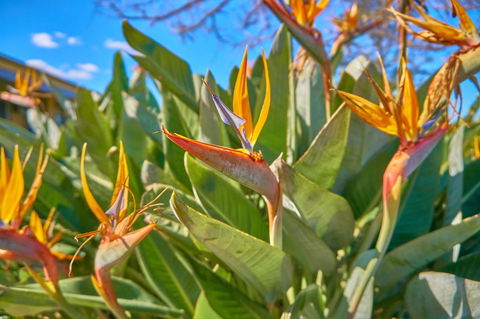 Hunter Oasis - Accommodation Mermaid Beach 33