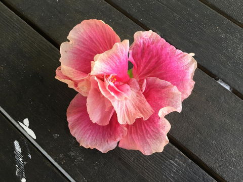 Hat Head Beach Cottage 1 - Accommodation Mermaid Beach 1