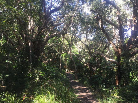 Hat Head Beach Cottage 1 - Accommodation Mermaid Beach 24