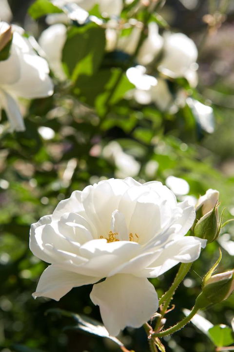 Ironstone Estate Lovedale - Accommodation Mermaid Beach 40