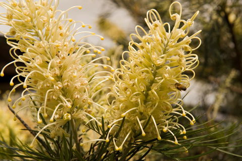 Ironstone Estate Lovedale - Accommodation Mermaid Beach 36