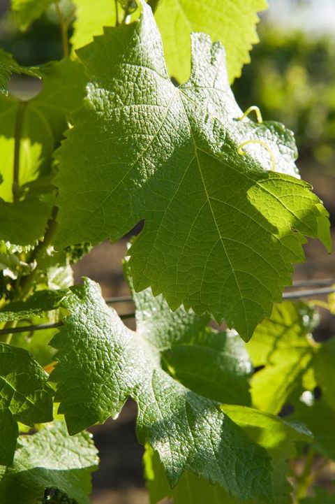 Ironstone Estate Lovedale - Accommodation Mermaid Beach 35