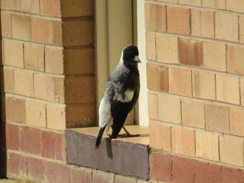 Allonville Gardens Motel - Accommodation Mermaid Beach 34
