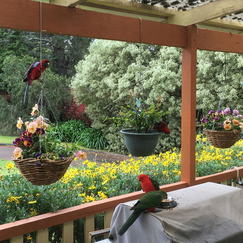 The Best Exotic Magnolia Cottage - Accommodation Mermaid Beach 33