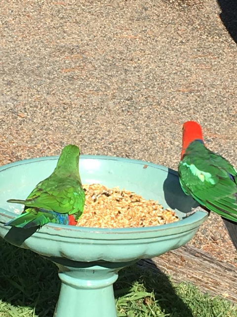 The Best Exotic Magnolia Cottage - Accommodation Mermaid Beach 12