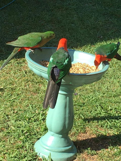 The Best Exotic Magnolia Cottage - Accommodation Mermaid Beach 10