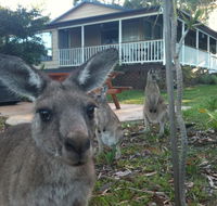 Bush  Bay Cottage - Accommodation Mermaid Beach