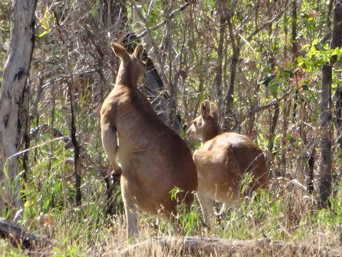 Mount Bundy Station - Accommodation Mermaid Beach 40
