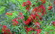 Bottlebrush B & B - thumb 0
