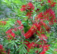 Bottlebrush B  B - Accommodation Mermaid Beach