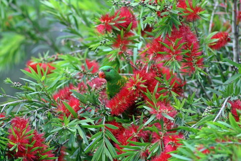Bottlebrush B & B - Accommodation Mermaid Beach 0
