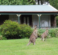 Cedar Lodge Cabins - Accommodation Mermaid Beach