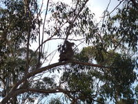 Book Haden Accommodation Vacations Accommodation Mermaid Beach Accommodation Mermaid Beach