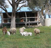 Gaddleen Grove Cottages - Accommodation Mermaid Beach