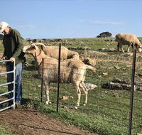 Gilgraves Vineyard Farmstay - Accommodation Mermaid Beach