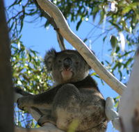 Levi Park Caravan Park - Accommodation Mermaid Beach