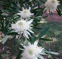 Lyrebird Gully Retreat - Accommodation Mermaid Beach