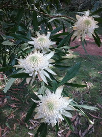 Book Hallston Accommodation Vacations Accommodation Mermaid Beach Accommodation Mermaid Beach