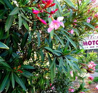 Mercury motor inn - Accommodation Mermaid Beach