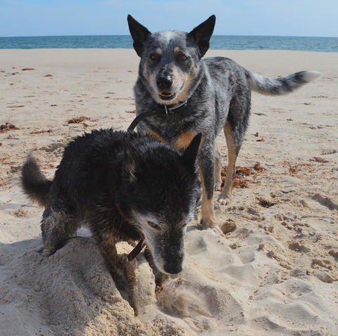 Peppy Beach Ocean Views - Accommodation Mermaid Beach 10