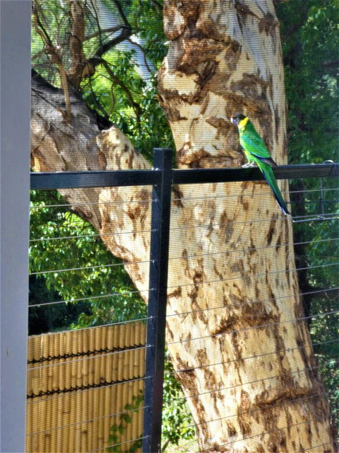 Treetops Cottage - Accommodation Mermaid Beach 27