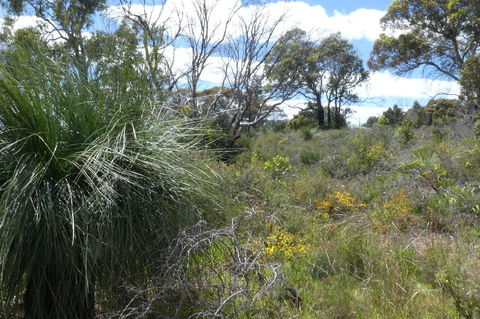 Treetops Cottage - Accommodation Mermaid Beach 36