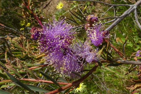Treetops Cottage - Accommodation Mermaid Beach 33