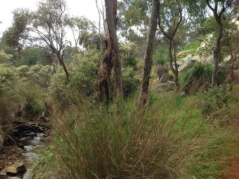 Treetops Cottage - Accommodation Mermaid Beach 24