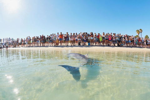 RAC Monkey Mia Dolphin Resort - Accommodation Mermaid Beach 3