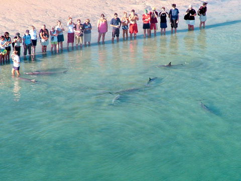 RAC Monkey Mia Dolphin Resort - Accommodation Mermaid Beach 4