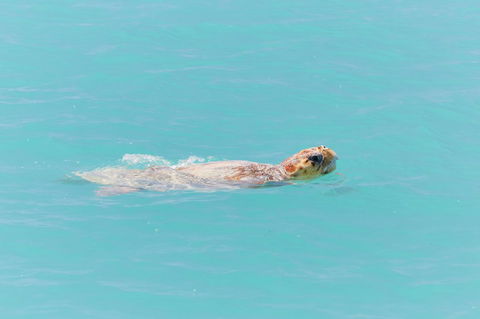 RAC Monkey Mia Dolphin Resort - Accommodation Mermaid Beach 20