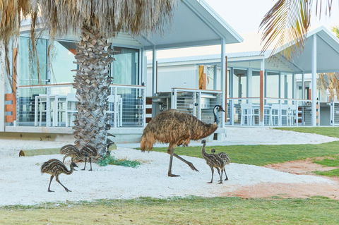 RAC Monkey Mia Dolphin Resort - Accommodation Mermaid Beach 15