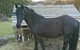 Glengarry Farm Stay BnB - thumb 12
