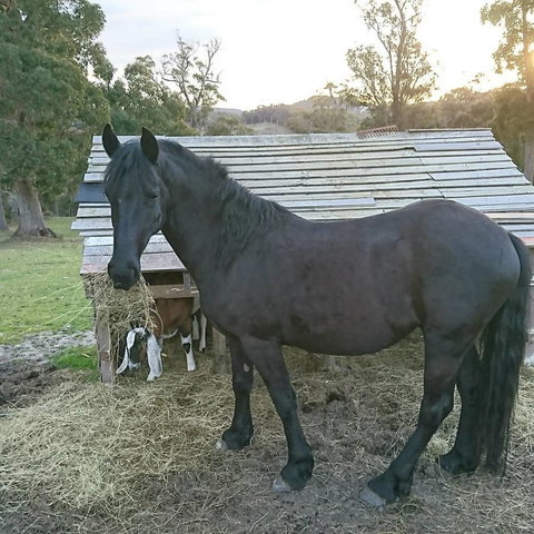Glengarry Farm Stay BnB - Accommodation Mermaid Beach 12