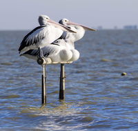 Pelican Perch Retreat - Accommodation Mermaid Beach