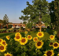 Quirindi Sunflower Motor Inn - Accommodation Mermaid Beach