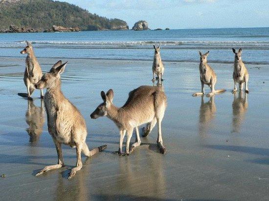 Mackay Mc QLD Accommodation Mermaid Beach